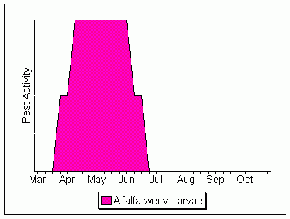 alfalfa weevil larval activity