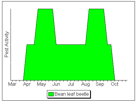 Bean Leaf Beetle activity on soybeans