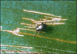 Corn Flea Beetle