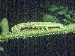 Green Cloverworm