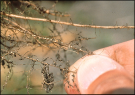 Soybean Cyst Nematode on roots
