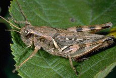Short Horned Grasshopper