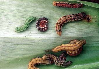 Soybean Podworms