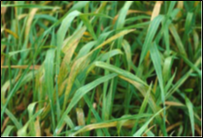 Soilborne Wheat Mosaic Virus