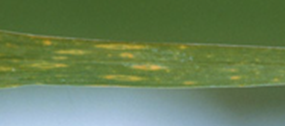 Wheat Spindle Streak Mosaic Virus