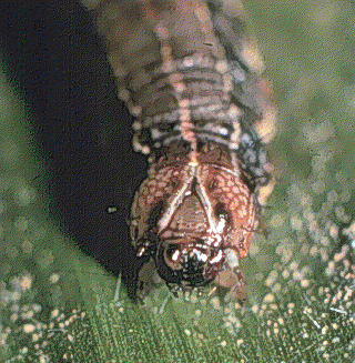 Fall armyworm head