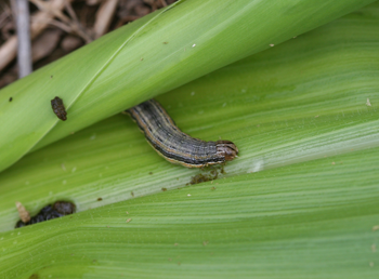 Armyworm in corn.