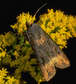 Black cutworm moth
