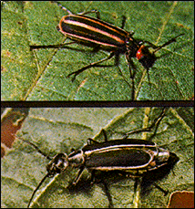 Striped blister beetle and margined blister beetle.