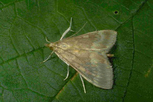 European cornborer moth