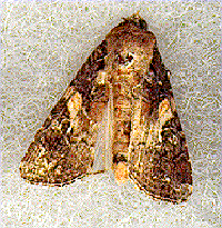 Fall amyworm moth