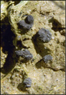 Sclerotinia on soil surface.