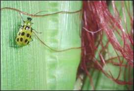 Southern corn rootworm beetle
