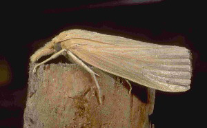 Southwestern cornborer moth